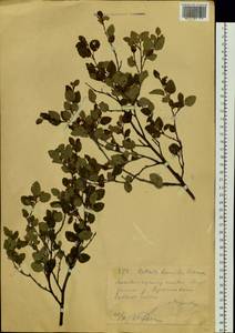 Betula humilis Schrank, Siberia, Western (Kazakhstan) Altai Mountains (S2a) (Kazakhstan)