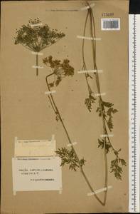 Selinum carvifolia (L.) L., Eastern Europe, South Ukrainian region (E12) (Ukraine)