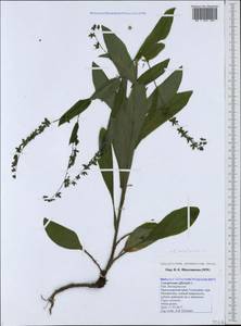 Cynoglossum germanicum Jacq., Caucasus, Black Sea Shore (from Novorossiysk to Adler) (K3) (Russia)