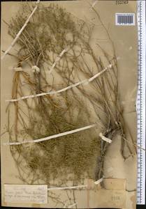 Artemisia songarica Schrenk, Middle Asia, Muyunkumy, Balkhash & Betpak-Dala (M9) (Kazakhstan)