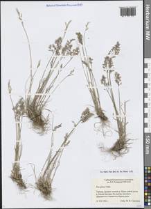 Poa glauca Vahl, Siberia, Central Siberia (S3) (Russia)