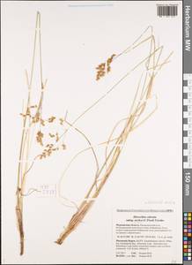 Anthoxanthum nitens (Weber) Y.Schouten & Veldkamp, Eastern Europe, Northern region (E1) (Russia)