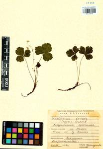 Geum ternatum subsp. ternatum, Siberia, Baikal & Transbaikal region (S4) (Russia)