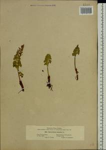 Botrychium lunaria (L.) Sw., Eastern Europe, North-Western region (E2) (Russia)