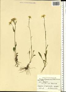 Tephroseris aurantiaca (Hoppe ex Willd.) Griseb. & Schenk, Eastern Europe, Northern region (E1) (Russia)