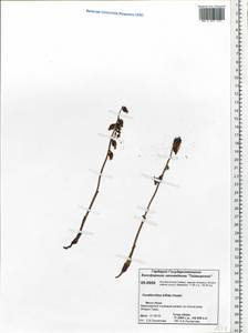 Corallorhiza trifida Châtel., Siberia, Central Siberia (S3) (Russia)