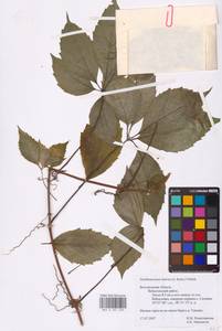 Parthenocissus quinquefolia (L.) Planch., Eastern Europe, Central forest-and-steppe region (E6) (Russia)