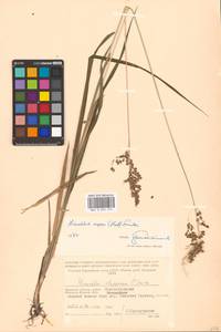 Anthoxanthum repens (Host) Veldkamp, Eastern Europe, Western region (E3) (Russia)