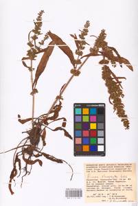 Rumex stenophyllus Ledeb., Middle Asia, Caspian Ustyurt & Northern Aralia (M8) (Kazakhstan)