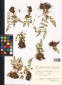 Cystopteris fragilis (L.) Bernh., Eastern Europe, South Ukrainian region (E12) (Ukraine)