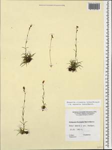 Cherleria circassica (Albov) comb. ined., Caucasus, Stavropol Krai, Karachay-Cherkessia & Kabardino-Balkaria (K1b) (Russia)