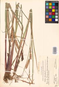 Carex vesicaria L., Eastern Europe, Moscow region (E4a) (Russia)