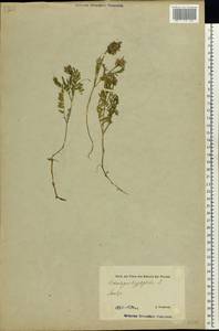 Astragalus danicus Retz., Eastern Europe, Estonia (E2c) (Estonia)
