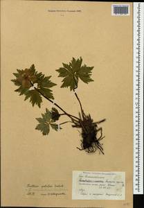 Trollius ranunculinus (Sm.) Stearn, Caucasus, Stavropol Krai, Karachay-Cherkessia & Kabardino-Balkaria (K1b) (Russia)