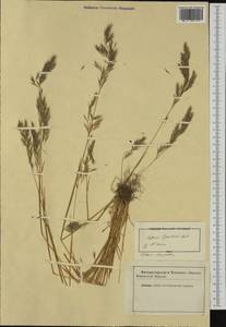 Vulpia ligustica (All.) Link, Western Europe (EUR) (Not classified)