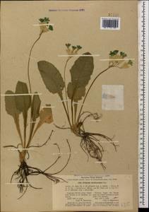 Primula veris subsp. macrocalyx (Bunge) Lüdi, Caucasus, North Ossetia, Ingushetia & Chechnya (K1c) (Russia)