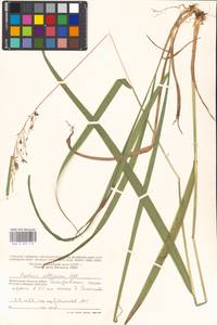 Festuca altissima All., Eastern Europe, Moscow region (E4a) (Russia)
