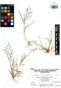 Eragrostis minor Host, Siberia, Baikal & Transbaikal region (S4) (Russia)