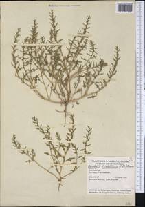 Blitum nuttallianum Roem. & Schult., America (AMER) (Canada)
