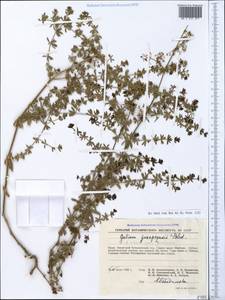 Galium album subsp. prusense (K.Koch) Ehrend. & Krendl, Crimea (KRYM) (Russia)