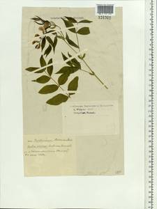 Lathyrus vernus (L.) Bernh., Siberia, Western Siberia (S1) (Russia)