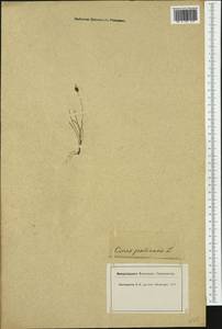 Carex pulicaris L., Western Europe (EUR) (Switzerland)