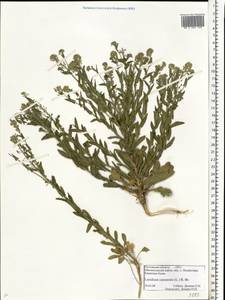 Lepidium campestre (L.) W. T. Aiton, Eastern Europe, Rostov Oblast (E12a) (Russia)