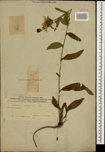 Centaurea phrygia subsp. salicifolia (M. Bieb. ex Willd.) Mikheev, Caucasus, Azerbaijan (K6) (Azerbaijan)