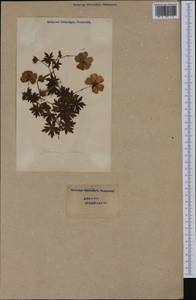 Geranium pyrenaicum Burm. f., Western Europe (EUR) (Switzerland)