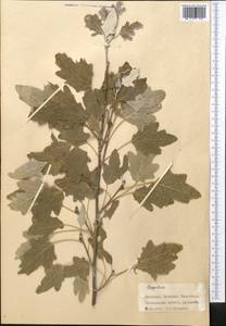 Populus, Middle Asia, Western Tian Shan & Karatau (M3) (Kyrgyzstan)