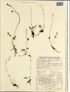 Thalictrum alpinum L., Mongolia (MONG) (Mongolia)