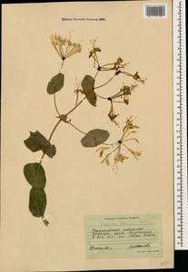 Lonicera etrusca Santi, Caucasus, Black Sea Shore (from Novorossiysk to Adler) (K3) (Russia)