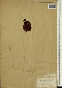 Achyranthes, Africa (AFR) (Gabon)