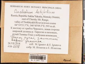 Cinclidium latifolium Lindb., Bryophytes, Bryophytes - Yakutia (B19) (Russia)