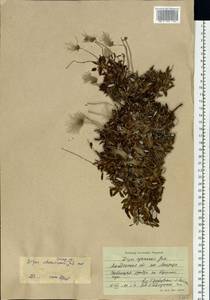 Dryas integrifolia subsp. chamissonis (Spreng.) Scoggan, Siberia, Chukotka & Kamchatka (S7) (Russia)