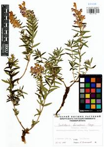 Scutellaria baicalensis Georgi, Siberia, Baikal & Transbaikal region (S4) (Russia)