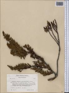 Juniperus communis L., America (AMER) (Greenland)