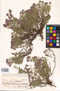 MHA 0 157 299, Thymus pallasianus Heinr.Braun, Eastern Europe, Lower Volga region (E9) (Russia)