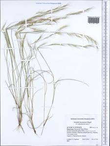 Aristida adscensionis L., Middle Asia, Western Tian Shan & Karatau (M3) (Kyrgyzstan)