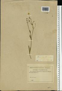 Ranunculus flammula, Eastern Europe, North-Western region (E2) (Russia)