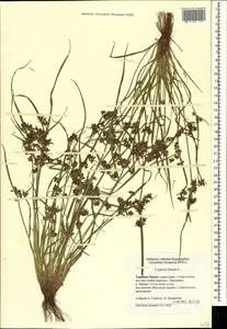 Cyperus fuscus L., Crimea (KRYM) (Russia)