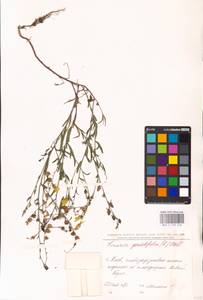 MHA 0 159 246, Linaria genistifolia (L.) Mill., Eastern Europe, North Ukrainian region (E11) (Ukraine)