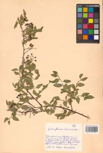 Spiraea flexuosa Fisch. ex Cambess., Siberia, Russian Far East (S6) (Russia)