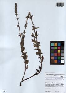 Nepeta multifida L., Siberia, Altai & Sayany Mountains (S2) (Russia)