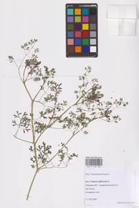 Fumaria officinalis L., Eastern Europe, North-Western region (E2) (Russia)