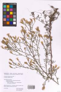 Centaurea biebersteinii × diffusa, Eastern Europe, Central forest-and-steppe region (E6) (Russia)
