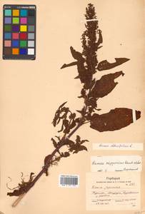 Rumex obtusifolius L., Siberia, Russian Far East (S6) (Russia)