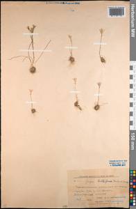 Gagea bulbifera (Pall.) Salisb., Middle Asia, Northern & Central Kazakhstan (M10) (Kazakhstan)