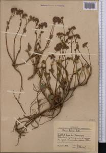 Hylotelephium ewersii (Ledeb.) H. Ohba, Middle Asia, Western Tian Shan & Karatau (M3) (Uzbekistan)