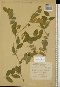 Astragalus glycyphyllos L., Eastern Europe, Central region (E4) (Russia)